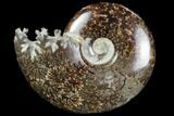 Polished, Agatized Ammonite (Cleoniceras) - Madagascar #97331-1